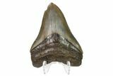 Serrated, Fossil Megalodon Tooth - Georgia #159731-2